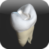 CavSim : Dental Cavity Trial 1.0