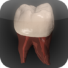 Real Tooth Morphology Free 3.2