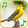 Приложение -  Птицы Звуки Мелодии