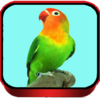 TERAPI LOVEBIRD MASTER 32.9