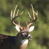 Whitetail Deer Calls 6.0.1