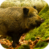 Wild Boar Sounds 3.0.1