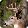 Deer Hunting Calls Soundboard 1.0