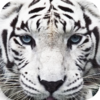 Wildlife Quest Furious Tiger 1.0.0