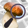 Приложение -  Mushroom Identificator (признать гриб)