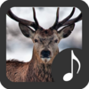 Приложение -  Deer Sounds