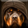 Rottweiler Wallpaper 1.0