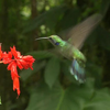 Приложение -  Шустрая птичка колибри