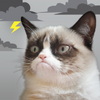 Приложение -  Grumpy Cat Weather