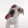Приложение -  Dog Licks Screen Wallpaper