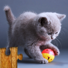 Игра Коты - Головоломка для детей и взрослых 33.0