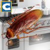 Таракан насекомых Simulator 1.1