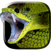 Змея Живые Обои 6.0