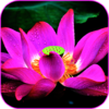 Lotus Flower Wallpaper 2.1