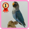 Kicau Lovebird 1.1.3