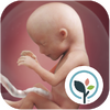 Pregnancy Tracker & Baby Development Countdown 4.29.0