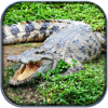 Игра -  Жизнь Крокодил - Wild Sim