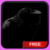 Приложение -  Black Crow Live Wallpaper