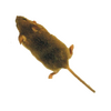 Мышь 2.21