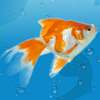 AquaLife 3D 1.6.9